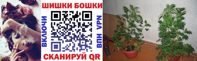 Шишки марихуана сатива  Котлас 